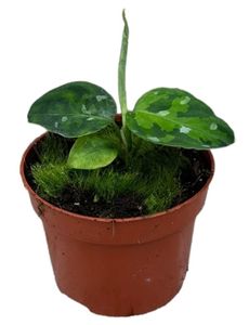 Grünpflanze – Kolbenfaden (Aglaonema Tricolor) – Höhe: 15 cm – von Botanicly