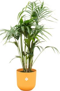 Kentia-Palme - Forstersche Kentia - Zimmerpflanze - Ø26cm - ↨130cm + Topf Jazz Gelb
