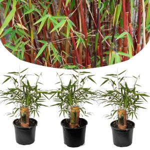 Plant in a Box - Fargesia scabrida 'Asian Wonder' - 3er Set - Rote Bambus - Topf 13cm - Immergrün - Winterhart - Höhe 25-40cm