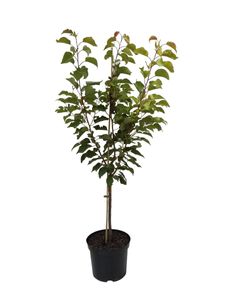 Bergeron saftig süße Riesenaprikose Buschbaum 110-140  cm 7,5 L Topf St Julien A