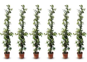 Sunny Tree - Toskánsky jazmín - Popínavá rastlina - 6 ks - Vonkajšia rastlina - Odolná do -18 - Trachelospermum Jasminoides - 160 cm