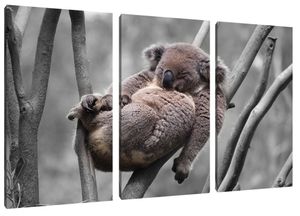 Schlafender Koala in Astgabelung B&W Detail als Leinwandbild 3 teilig / Größe: 120x80 cm / Wandbild / Kunstdruck / fertig bespannt