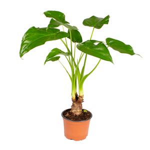 Elefantenohr | Alocasia \'Cucullata\' am Stiel - Zimmerpflanze im Aufzuchttopf ⌀12 cm - ↕50 cm