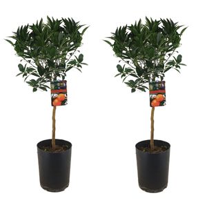 Citrus aurantium 'Tarocco' - 2er Set - Obstbaum - Topf 19cm - Höhe 90-110cm