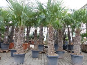 XXXXL 210 - 230 cm Trachycarpus fortunei Hanfpalme, winterharte Palme bis -18°C