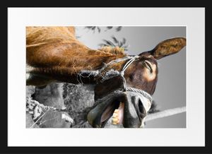 Lustiger lachender Esel unter Palmen B&W DetailBilderrahmen mit Galerie-Passepartout / Format: 55x40cm / gerahmt / hochwertige Leinwandbild Alternative