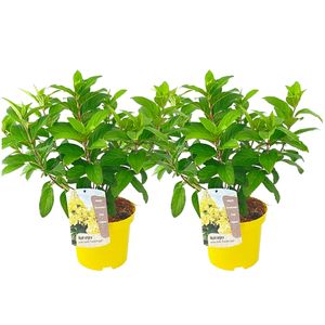 Plant in a Box - Hydrangea paniculata Hortensia 'Candlelight' - 2er-Set - Hortensie Weiss - Winterhart - Topf 19cm - Höhe 25-40cm