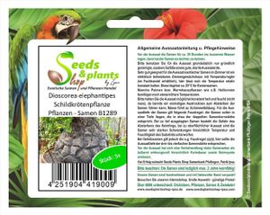 5x Dioscorea elephantipes Schildkrötenpflanze Pflanzen - Samen B1289