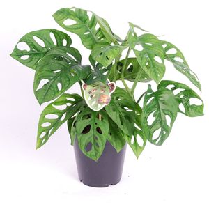 Monstera 'Affenmaske' - Fensterblatt - Topf 12cm - Höhe 25-30cm