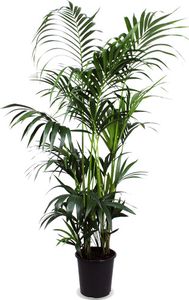 Kentiapalme – Kentia Palm (Kentia Palm) – Höhe: 27 cm – von Botanicly