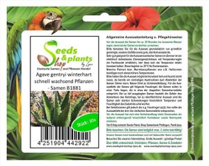 10x Agave gentryi winterhart schnell wachsend Pflanzen - Samen B1881