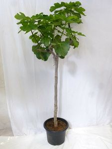 [Palmenlager] - Ficus carica 160+ cm - Echter Feigenbaum- kräftiger Stamm (8-10 Umfang)