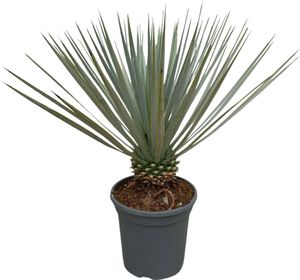 Trendyplants - Yucca Rostrata - Odolná - Záhradná rastlina - Výška 40-60 cm - Veľkosť kvetináča Ø21cm