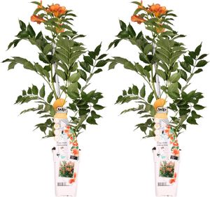 2x - Campsis 'Indian Summer' - ↨65cm - Ø15