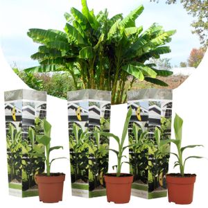 Plant in a Box - Musa Basjoo - 3er Set Bananenpflanze winterhart - Bananenbaum - Topf 9cm - Höhe 20-25cm