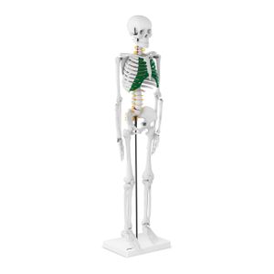 Skelette kaufen - Der Testsieger unserer Tester