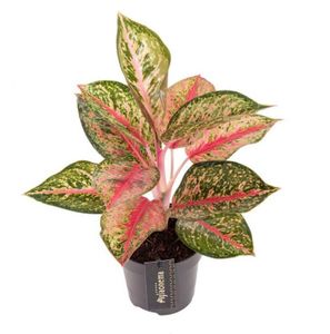 Grünpflanze – Kolbenfaden (Aglaonema Paradise Red) – Höhe: 40 cm – von Botanicly