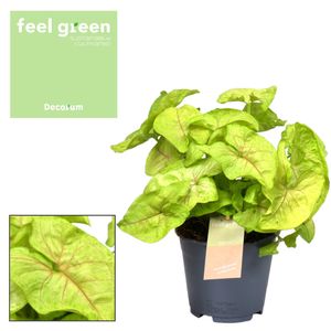 Grünpflanze – Goldpfeil (Syngonium Golden Feel Green) – Höhe: 30 cm – von Botanicly
