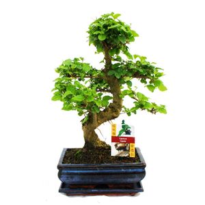 Ligustr chinski Bonsai - Ligustrum sinensis - ok. 8 lat