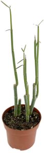 Fangblatt - Ceropegia dichotoma - gabelige Leuchterblume im Ø 12 cm Topf - außergewöhnliche Zimmerpflanze