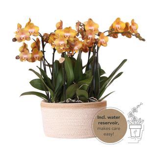 Kolibri Orchids | orange Orchideen-Set im Baumwollkorb inkl. Wassertank | drei orange Orchideen Las Vegas 12cm | Mono Bouquet orange mit autarkem Wassertank.