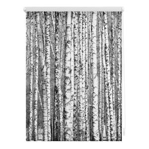Lichtblick Rollo Klemmfix, ohne Bohren, Verdunkelung, Birken - Schwarz-Weiß 80 x 150 cm