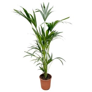 Kentiapalme – Kentia Palm (Kentia Palm) – Höhe: 160 cm – von Botanicly
