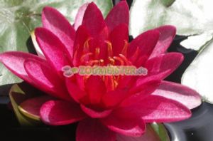 Seerose Burgundy Princess winterhart rubinrot- Rhizom, Teichpflanze