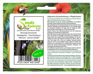 2x Moringa drouhardii Madagaskar - Flaschenbaum Pflanzen - Samen ID1687