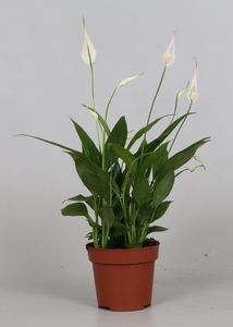 Grünpflanze – Green plants (Spathiphyllum Korto) mit Übertopf – Höhe: 40 cm – von Botanicly
