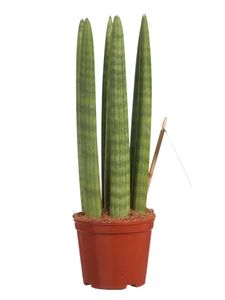 Zimmerpflanze von Botanicly – Bogenhanf – Höhe: 30 cm – Sansevieria Straight