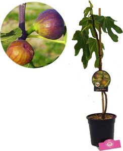 Ficus carica 'Grise de tarascon' Feigenbaum, 2 Liter Topf