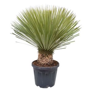 Trendyplants - Yucca Rostrata - Winterhart - Gartenpflanze - Höhe 70 - 90 cm - Topfgröße Ø27cm