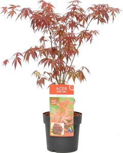 Bloomique - Acer Palmatum Atropurpureum - Japanischer Ahorn - Buntes Laub - Gartenpflanzen - Winterhart - 50-70 cm Hoch - Topf 19 cm Bloomique - Acer Palmatum Atropurpureum - Japanischer Ahorn - Buntes Laub - Gartenpflanzen - Winterhart - 50-70 cm Hoch - Topf 19 cm