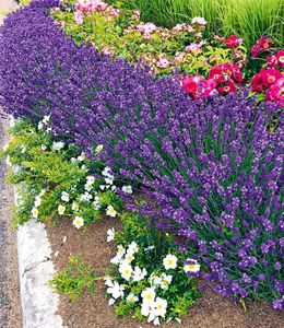 BALDUR-Garten Winterhart Lavendel "Blue Jeans", 3 Pflanzen duftend Gartenstaude Lavendula, Blüten essbar, winterharte Staude, trockenresistent, mehrjährig, bienenfreundlich, schmetterlingsfreundlich