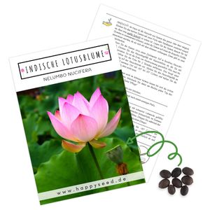 Lotus Samen winterhart (Nelumbo nucifera) - Indische Lotusblume Samen mit majestätischen Blüten zum selber ziehen für Aquarium, Teich & Garten