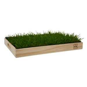 UNUS® Katzengras inklusive Holztablett 40x30cm Naturfarben fertig gewachsen Gras