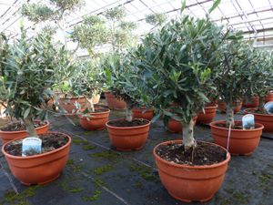 Olivenbaum Bonsai Formgehölz, Olive winterhart, Olea europaea