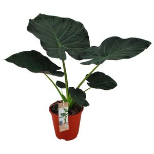 Alocasia ‘Regal Shields’ - Elefantenohr - Zimmerpflanze - Grünpflanze