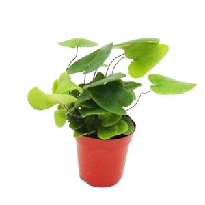 Mini-Pflanze - Hemionitis arifolia - Herzfarn - Ideal für kleine Schalen und Gläser - Baby-Plant im 5,5cm Topf