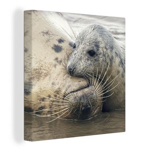 OneMillionCanvasses® Malba na plátně Nástěnná malba na plátně - Láska k tuleňům zblízka - 50x50cm