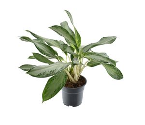 Grünpflanze – Kolbenfaden (Aglaonema) – Höhe: 60 cm – von Botanicly