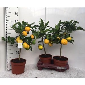 Citroník Meyerův -Lisa- 30 cm bez plodů Citrus Meyer Lemon