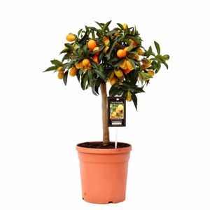 Obstpflanze von Botanicly – Kumquatbaum – Höhe: 60 cm – Citrus Kumquat