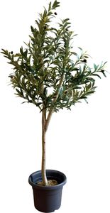STADO® | Künstliche Pflanze | Olivenbaum | 150cm | im Topf | Kunstbaum | Palmenbaum | Oliven | Innen- und Außenbereich | Dekoration