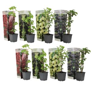 Plant in a Box - Beerenmischung - 8er Mix - Mix von Brombeeren, Johannnisbeeren und Stachelbeeren Pflanzen - Topf 9cm - Höhe 25-40cm