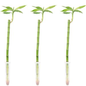 3er-Set Glücksbambus gerade- Höhe ca. 50 cm, Topf-Ø 5 cm - Lucky Bamboo