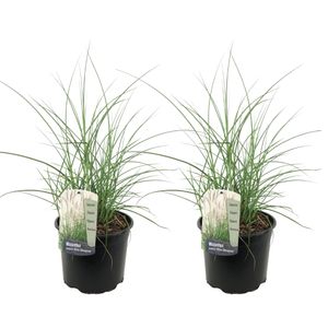 Plant in a Box - Miscanthus sinensis 'Kleine Silberspinne' - 2er Set - Chinaschilf Zebrinus - Ziergras - Topf 23cm - Höhe 20-30cm