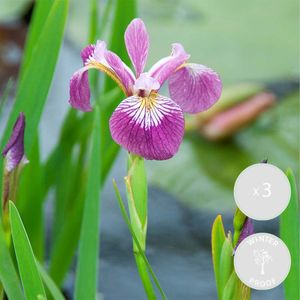 3x Iris \'Versicolor\' - Wilde Schwertlilie - Teichpflanze - Winterhart - ⌀9 cm - ↕20-30 cm