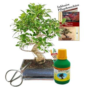 Bonsai - Chin. Feigenbaum - Ficus retusa - ca. 10 Jahre - 25cm Schale - Geschenk-Set mit Schere und Dünger